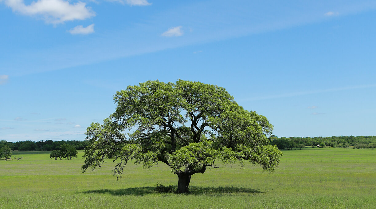 Blanco Ranch Property