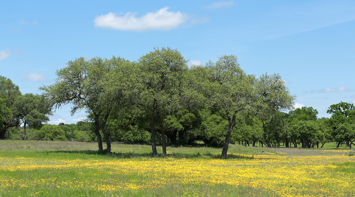 Blanco Ranch Property