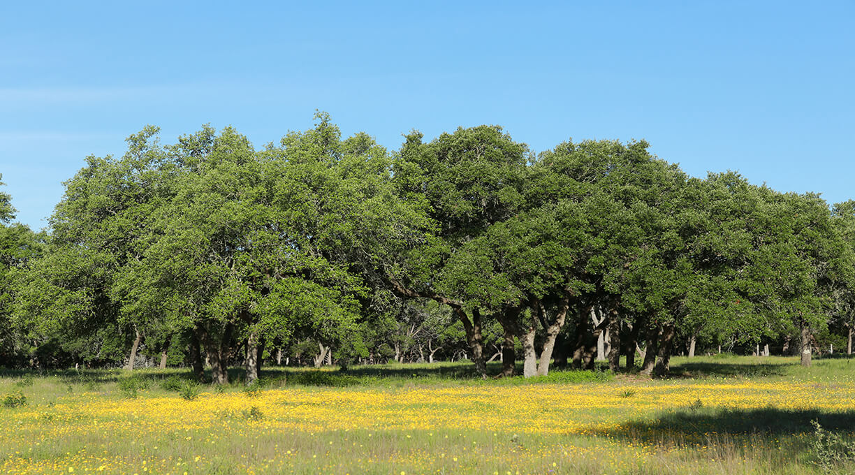 Blanco Ranch Property