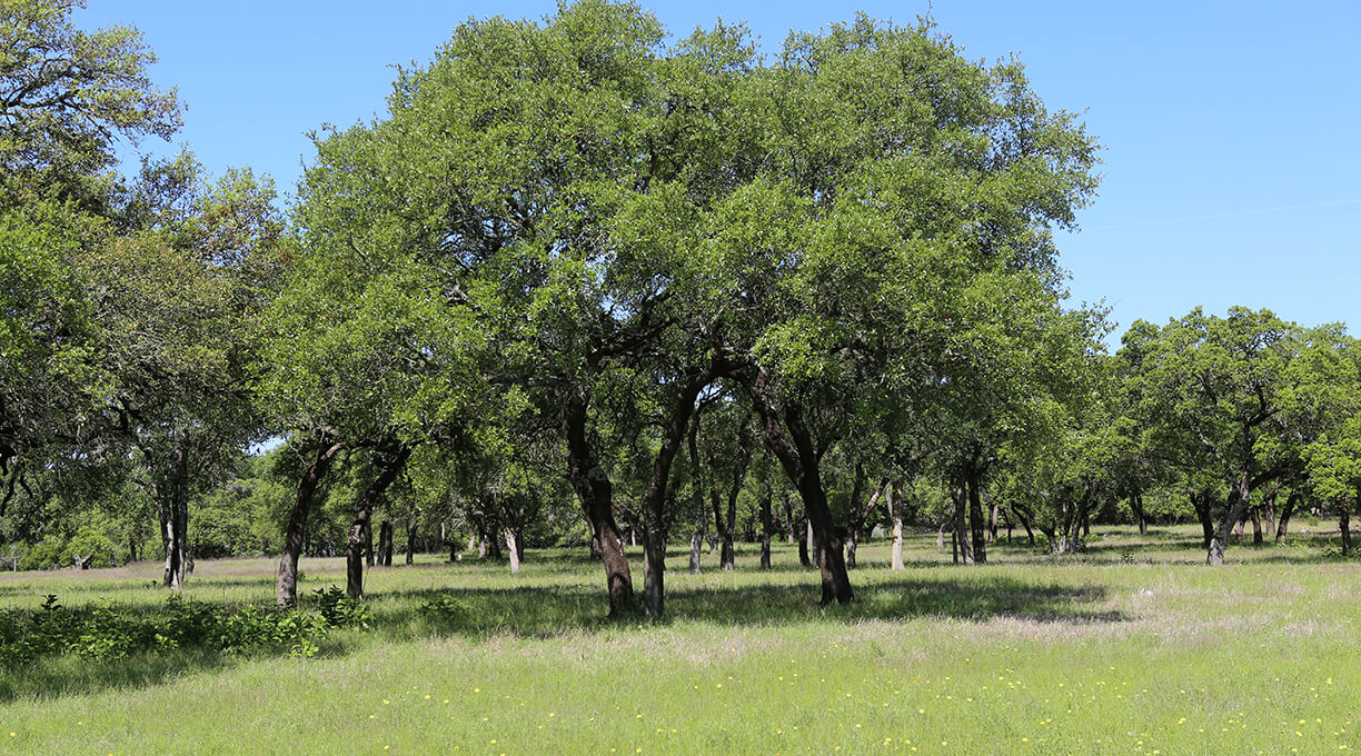 Blanco Ranch Property