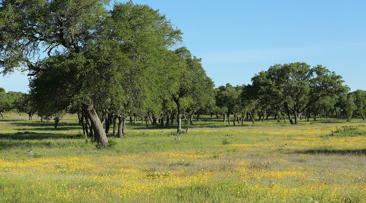 Blanco Ranch Property