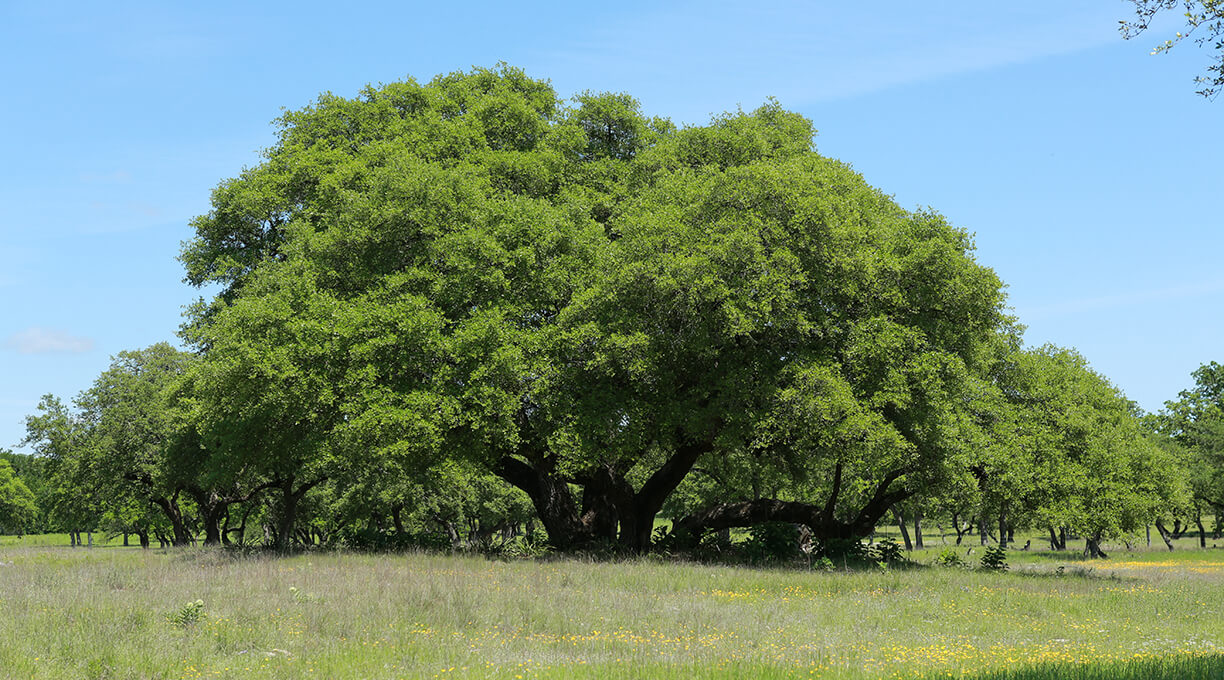 Blanco Ranch Property