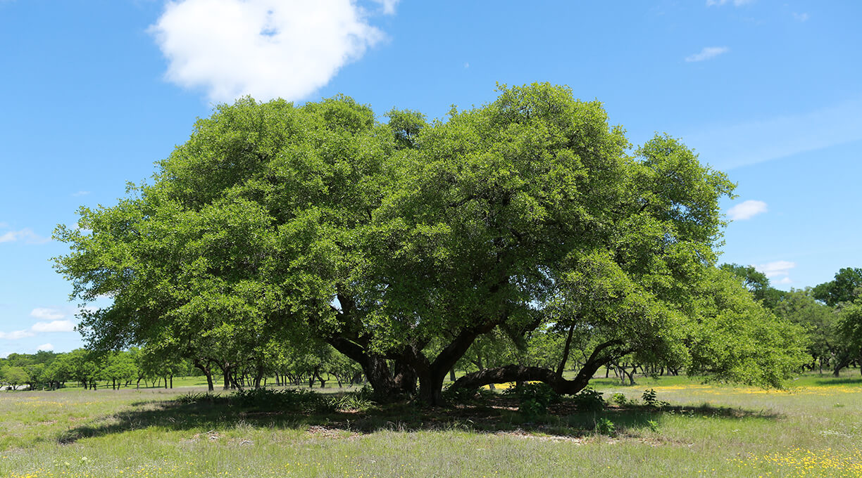 Blanco Ranch Property