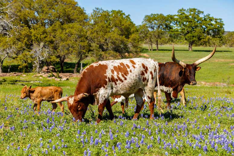 Cattle grazing on a Hills of Texas Ranch